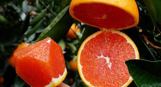 哪里买正宗的山茱萸 c0631e1ecc814abf93578e48023e6a48.jpeg