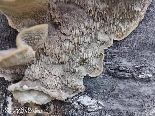 5G自拍视频时代来了?华为nova7 Pro全面体验,你和它都是主角