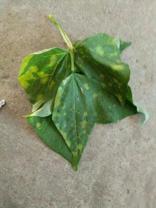 【五谷丰】农作物看图识别病虫害