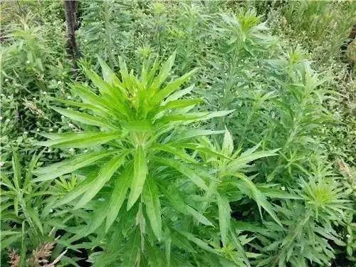 那些农村的野花野草你还记得它们的名字吗