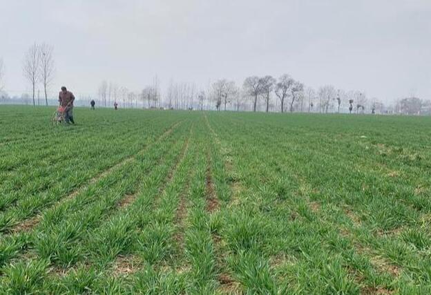 什么时候种小麦是高产期 d84c533fb1e64c93b8f8047f31b62692.jpeg