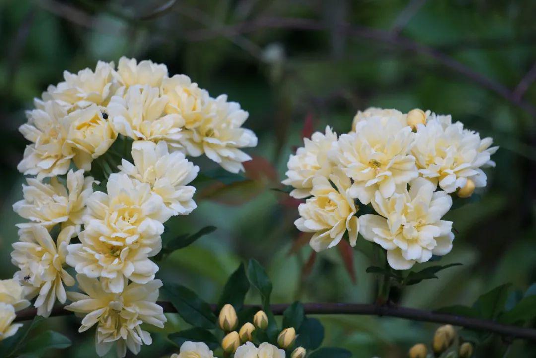 木香花(花小,伞房花序,雌蕊绿色,浓香,花序基部3小叶,其余5小叶)