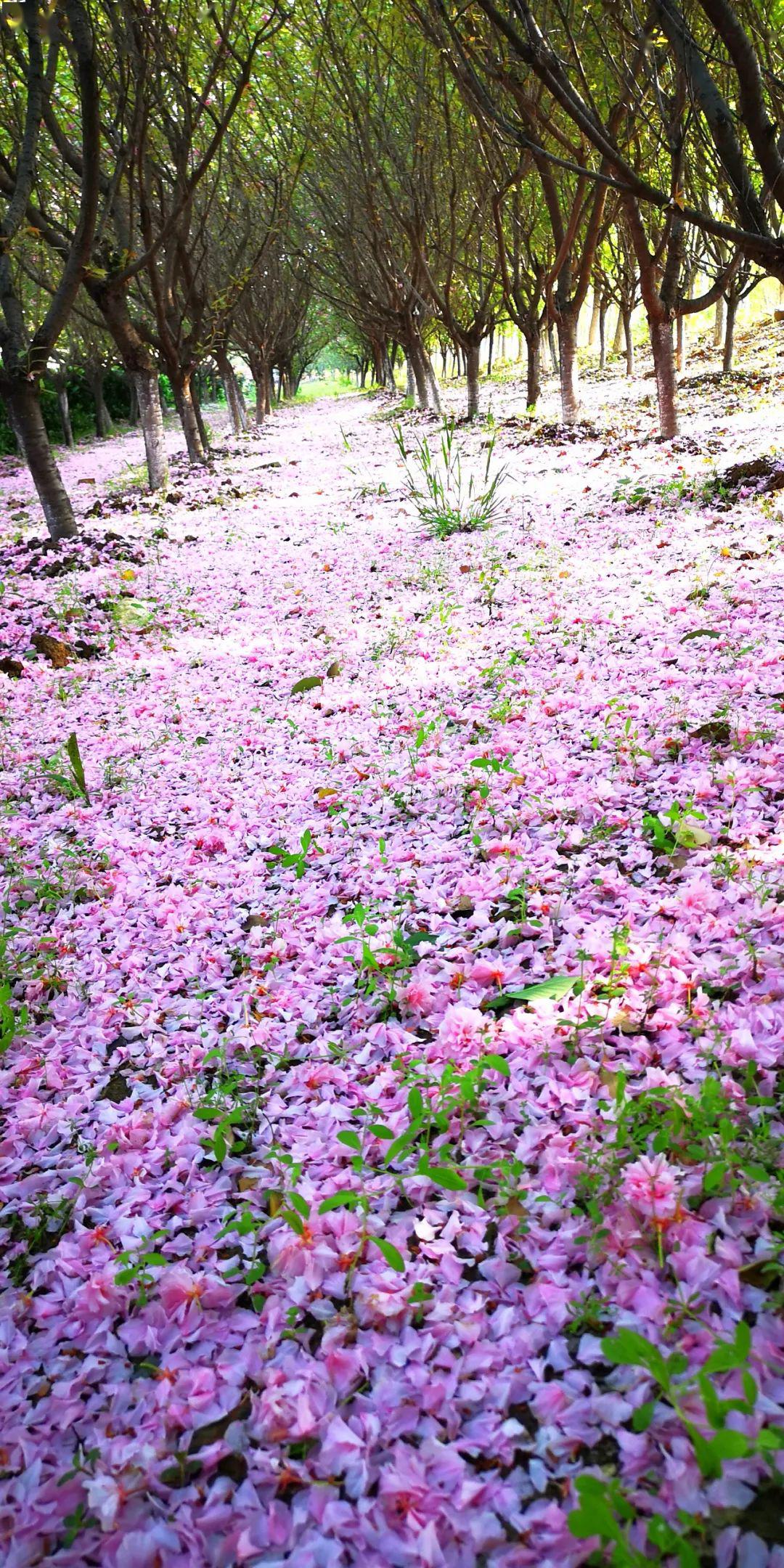 四月樱花终谢幕,朱颜辞镜花辞树～～_苏曼