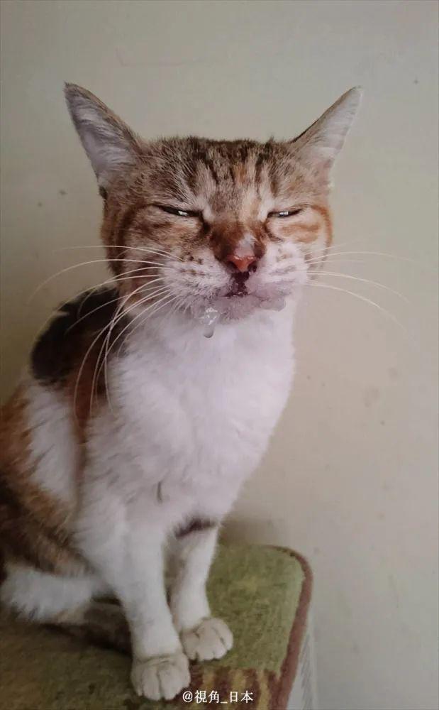 什么文鸟迹成语_成语故事图片