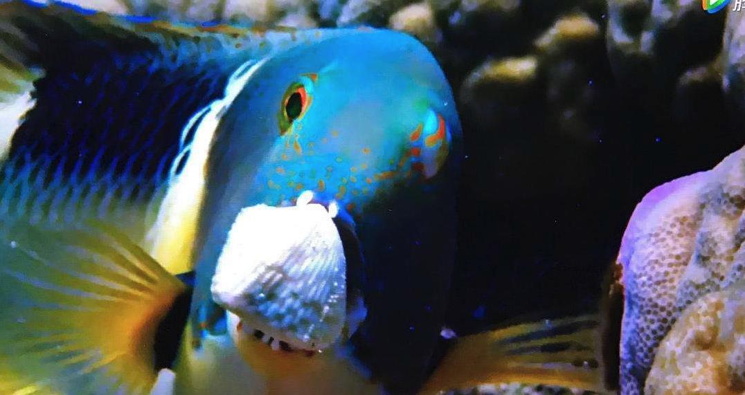 鱼类图片 dbb6fda373ca467790e36e087f39475e.jpeg