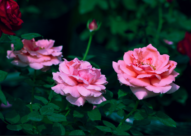 e6a63152577b4a22997278fd6c075753.png