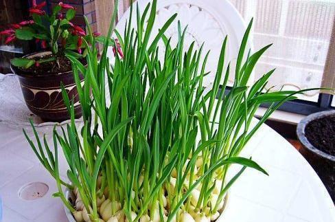 蒜什么时候发芽 ec5421e3980f41aeb89fcd1a7b2576b9.jpeg