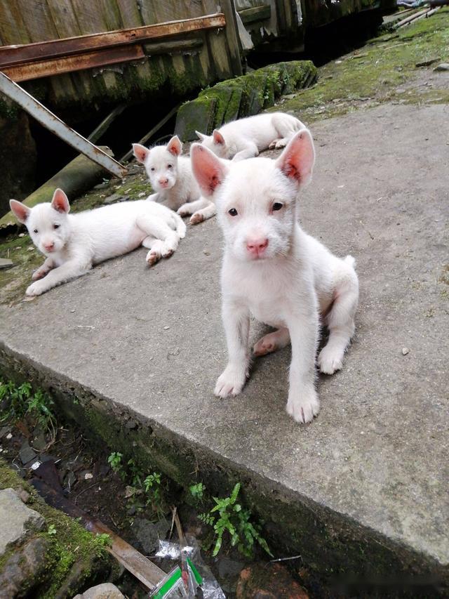 我国本土优秀犬种，第二种身价最高，第四种比大熊猫还珍贵