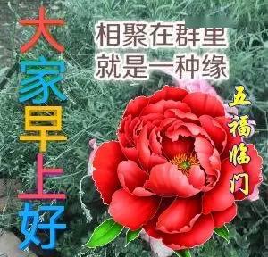 5张好看唯美的鲜花早上好动态图片带字,早安图片祝福问候句子