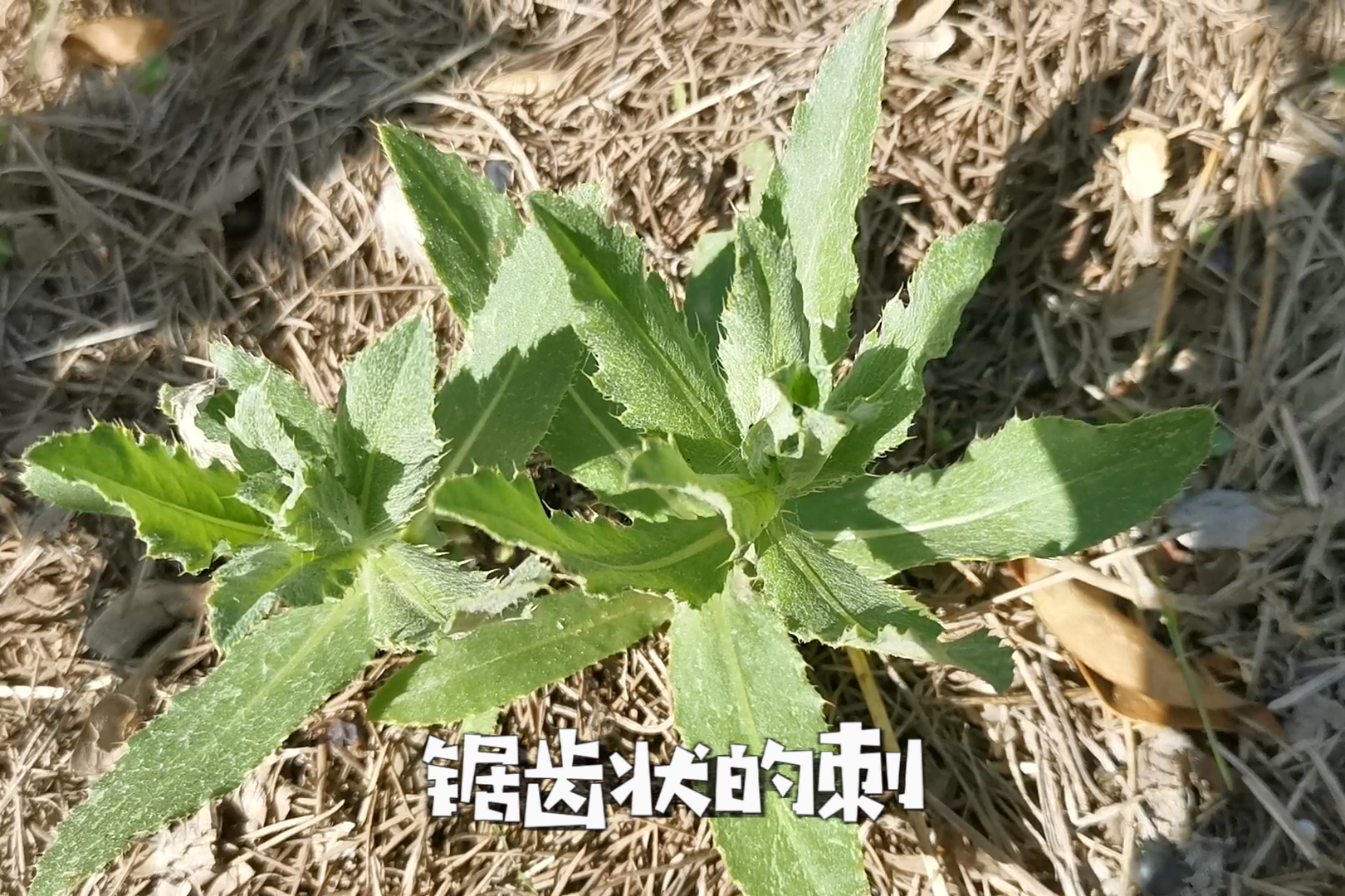 农村人经常见到的植物萋萋菜,城里人知道它的用处吗?挖回家种上