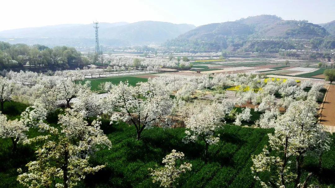 临洮县龙门镇梨园定西市临洮县洮阳镇曹家坪村临洮曹家坪牡丹园定西市