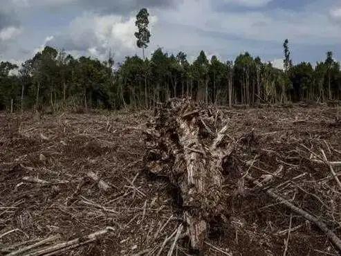 酸雨蔓延生物多样性减少臭氧层的耗损与破坏全球气候变暖威胁人类生存