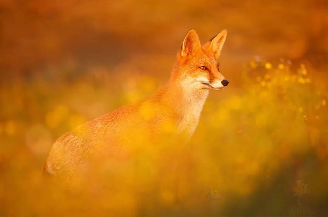 【狐狸的故事——动物摄影作品欣赏】| 摄影师:roeselien raimond(fox