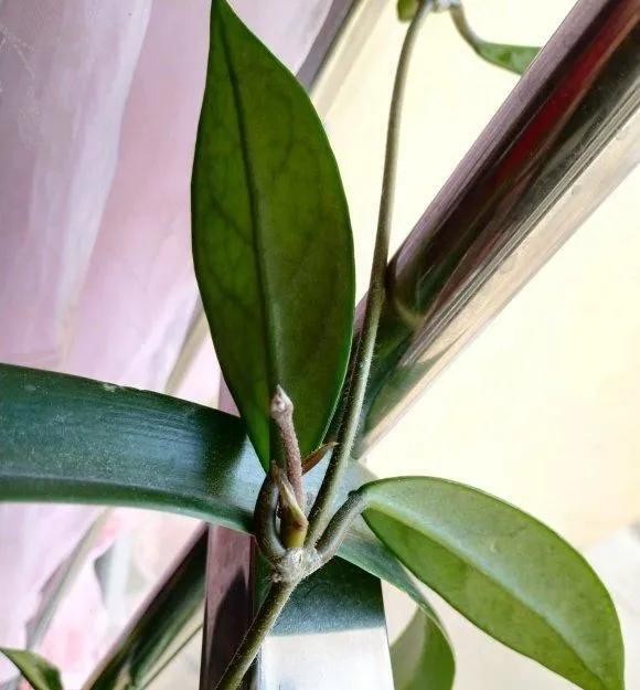 什么方法可以快速催花 05702d790e7c4c8c87600ab576b2d435.jpeg