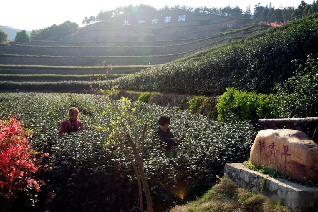 舒城印象中国最美茶园九一六茶园