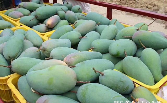 水果店的水果不会烂吗 0ad5370671ae4da79ee5ffb3c804cd03.jpeg