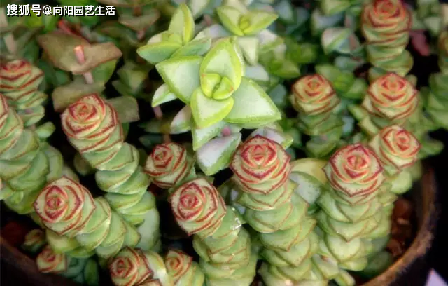 多肉怎样扦插生根最快 13a5a803d6474231b3ad28213958923a.png