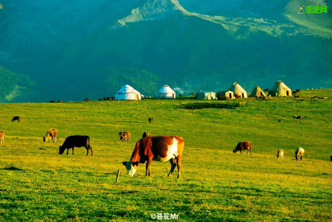 在晨曦落霞映照下线条柔美,层次分明,野花绽放,雪山云杉,草原毡房相映