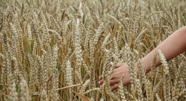 啥时候种小麦 151bb435564d4bbd9e06d054b77175e1.jpeg