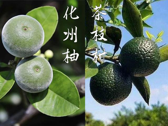 而化橘红(化州柚)则主要在夏季果实未成熟时直接采收取皮或整个切片