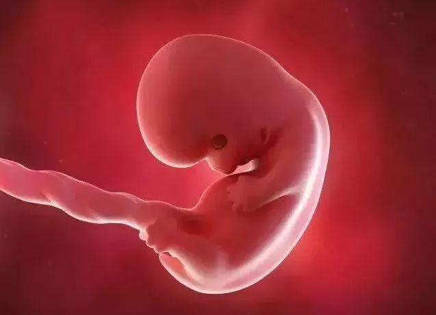 1-42周孕妇肚子里的胎儿,分别会发生些什么?