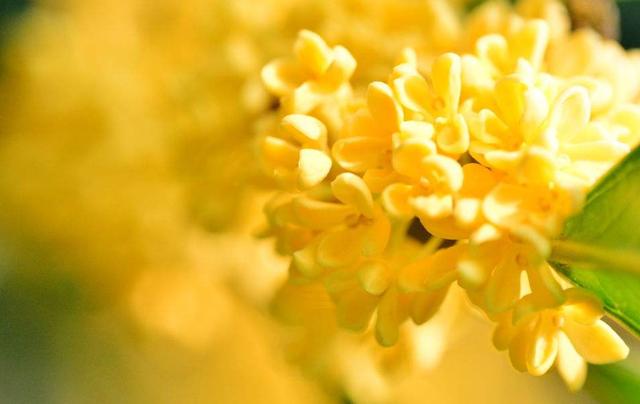 可以食用的桂花品种 246bcaf286c74330a2c1c1fc1eea09c2.jpeg