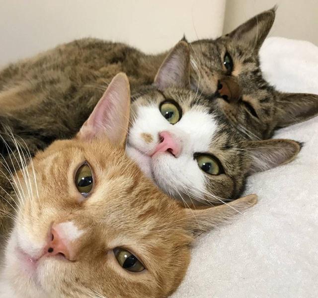 原创家里的3只猫咪爱叠在一起睡觉,主人拍下蠢萌睡姿,吸粉9万多