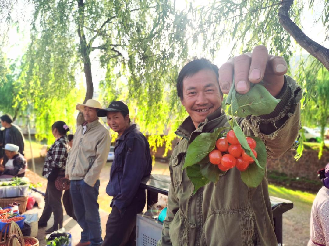 昭通鲁甸小寨樱桃开园啦!