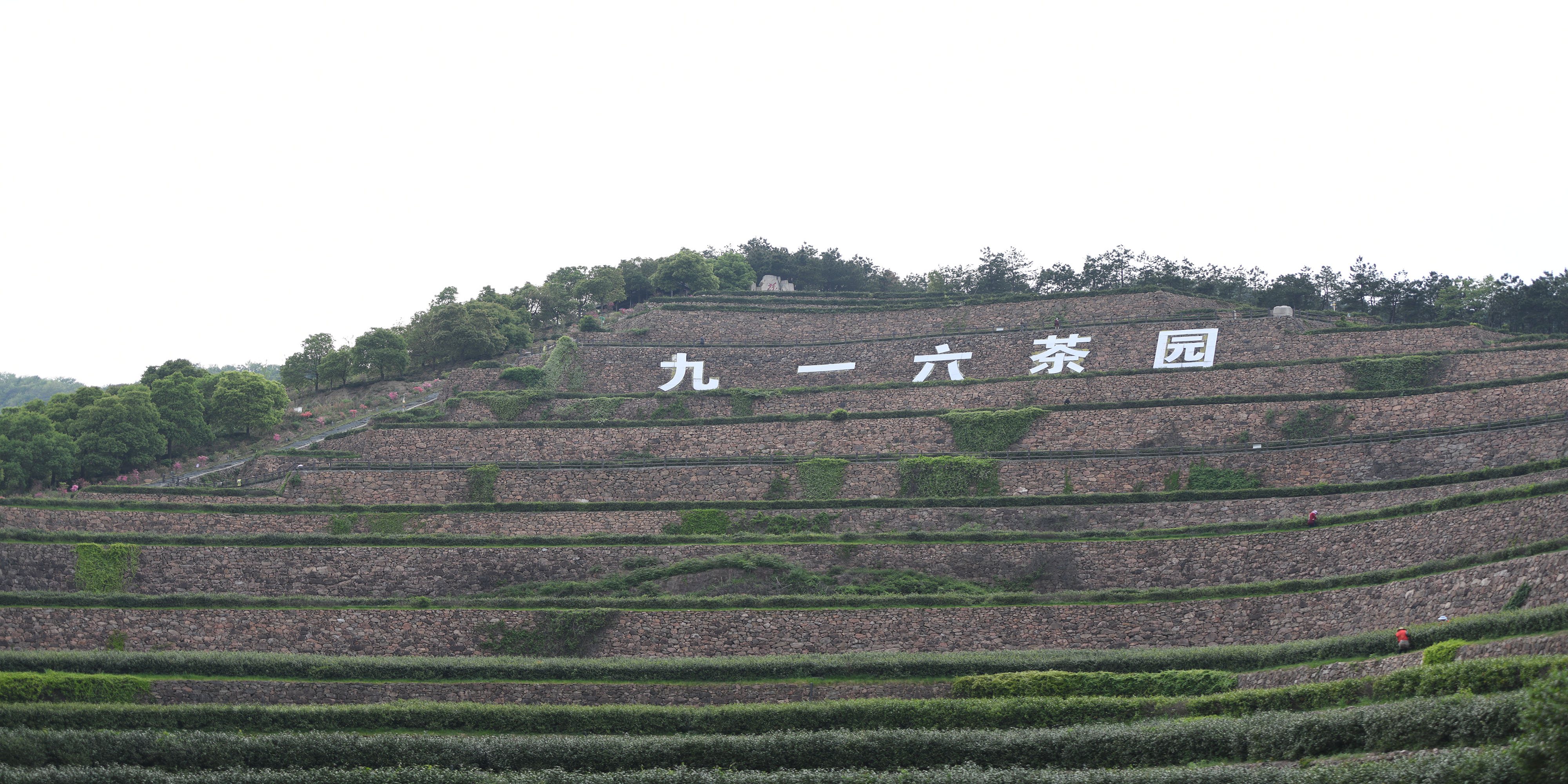 舒茶九一六茶园满山映山红盛开引来游客拍照留影