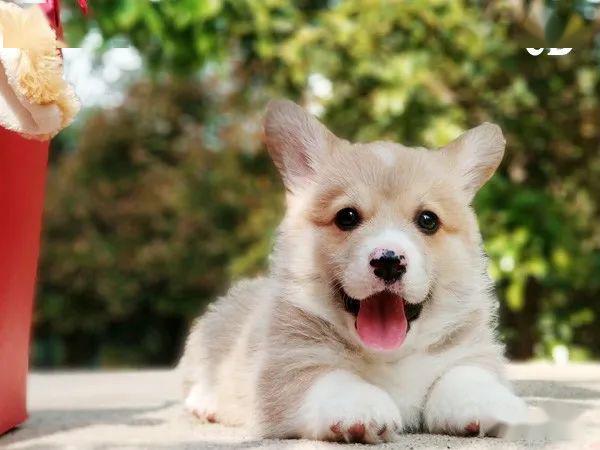 柯基排名_小型宠物犬排名柯基(2)
