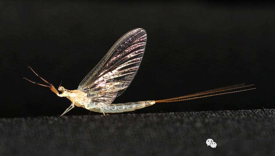 图片传真大连生物蜉蝣下