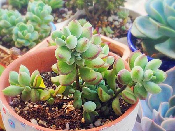 多肉种植 44bcba0afdd84bb0996832bb6083e7fd.jpeg