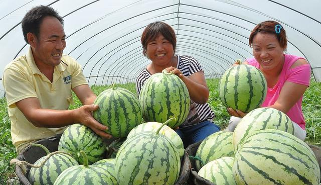 西瓜怎么看是生的还是熟的 44e38a0abe5e46d99ac157fb9c182efb.jpeg