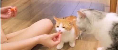 怎么做玩具小猫咪的家 497b47facc6d4fa9b9bbe8172a79c2e2.jpeg