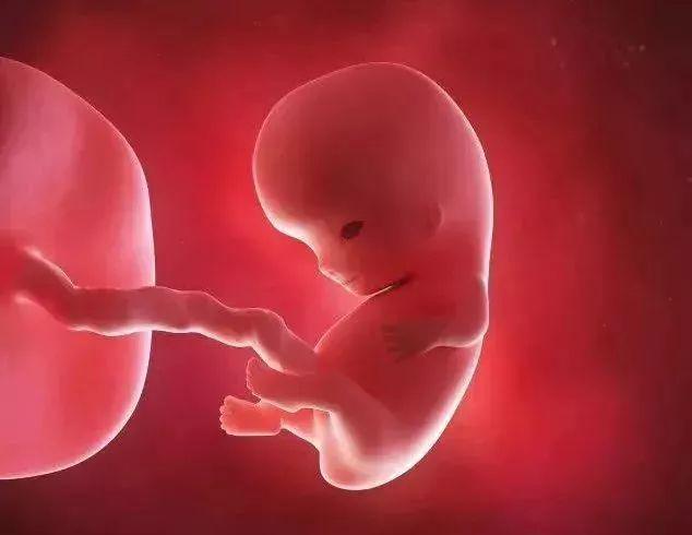 你的10周胎儿的重要器官发育完全,它们开始发挥作用.