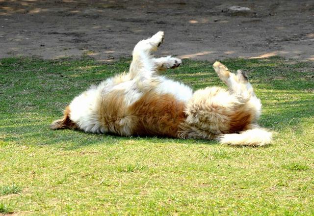 狗狗怎么洗澡会香 4fe39679154f45589ec989ba1b72156a.jpeg