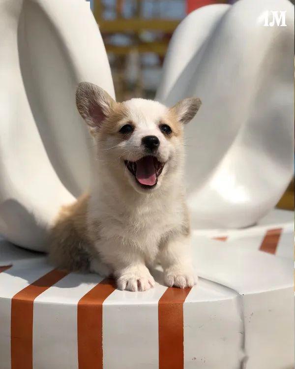 柯基排名_小型宠物犬排名柯基