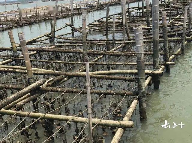 广东省饶平县2020年g_饶平县新丰镇全景图(2)