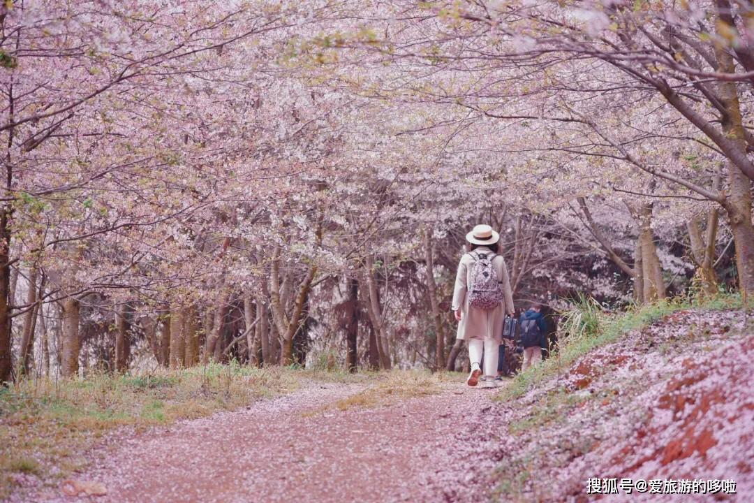轻起的樱花雨vk7wy,不禁让人想起动漫里的烂漫场景eklql