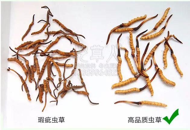 如何挑选品质好的冬虫夏草 67be296b33864bdca7cfa02a1a918218.jpeg