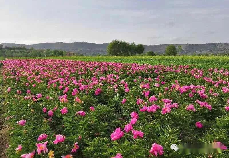 一文访遍河州牡丹