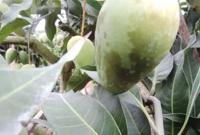 芒果进入开花期,八大病害经常见,实拍图片和防治方法分享