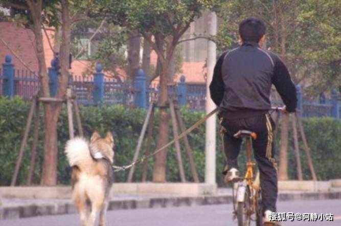 遛狗搞笑短剧大全，欢乐狗生，笑料不断，欢乐狗生，遛狗搞笑短剧大集合