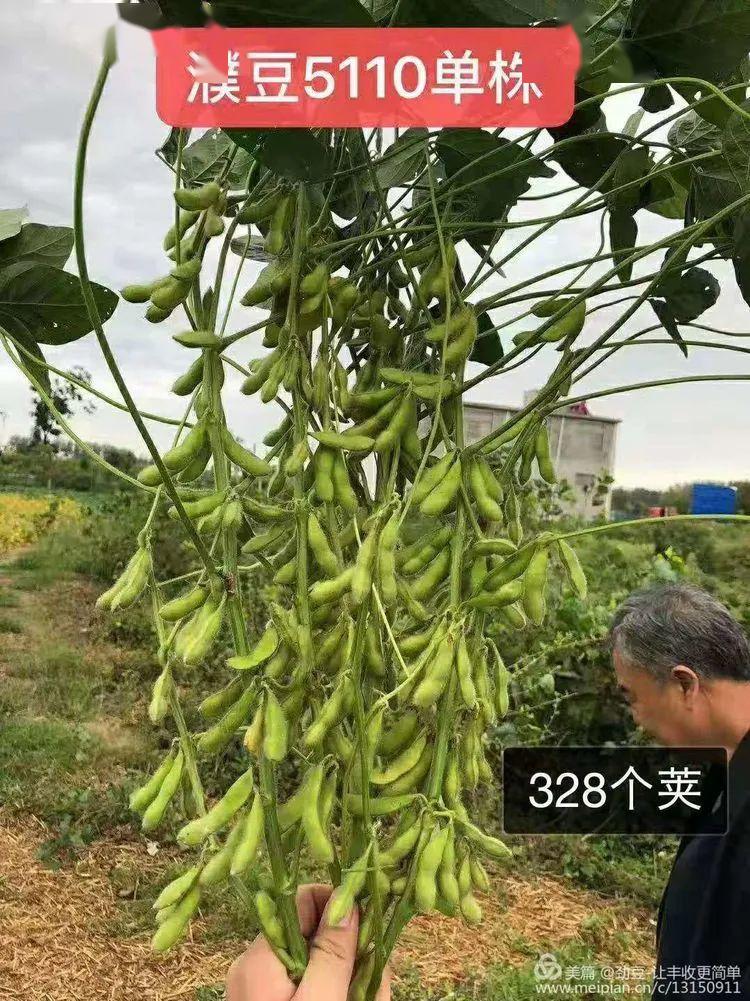 cst2020种业新品线上发布荟低豆腥味高产大豆国审中黄78