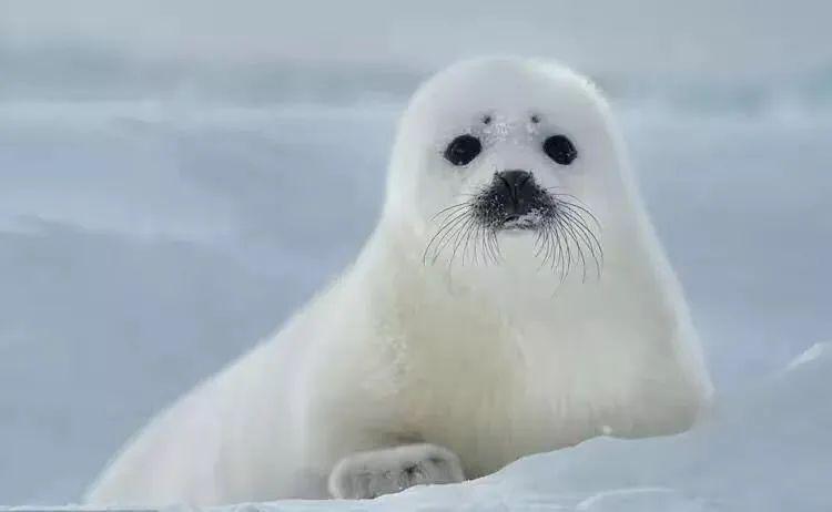 看起来像一个可爱的团子. 雪鸮 格陵兰海豹  编辑 | 徐丽文