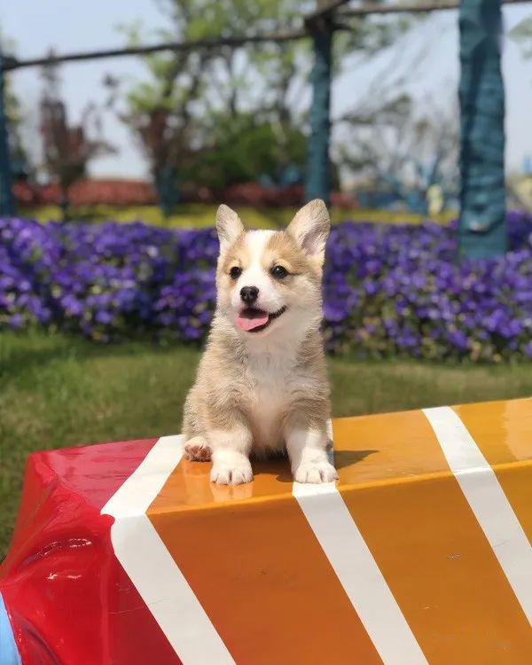 6mm:父犬小太阳,中国登录冠军,世界登录冠军,超级登录冠军,柯基单独展