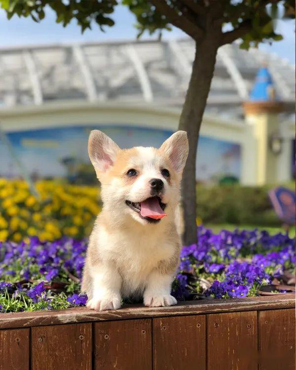 柯基排名_小型宠物犬排名柯基