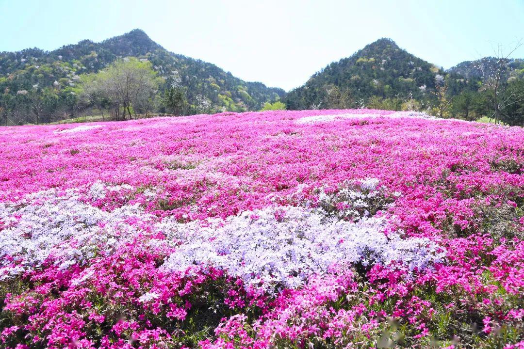 藏在昆嵛山的花海浪漫惊艳还有漂亮小姐姐的不倒翁表演