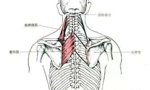肩胛提肌和菱形肌的位置夹吹风筒的时候肩胛提肌和胸小肌一直在发力