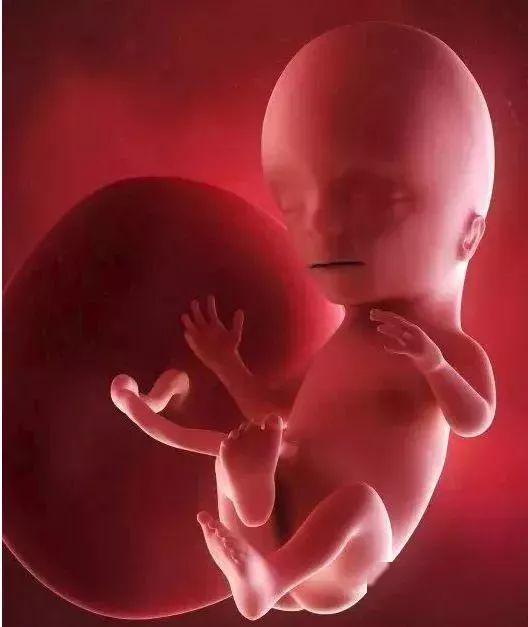 142周孕妇肚子里的胎儿分别会发生些什么